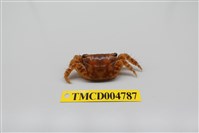 藏品(方形大額蟹)的圖片